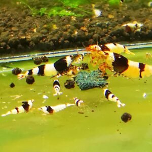 CRYSTAL BLACK - 1.0 CM